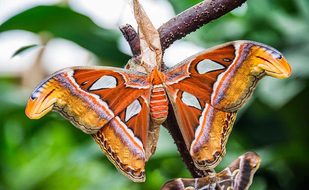 Attacus atlas