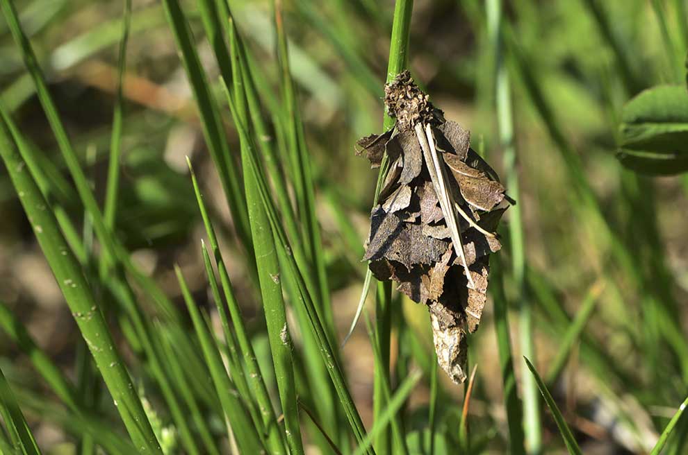 koszówka murzynka, jednobarwa (Canephora hirsuta)