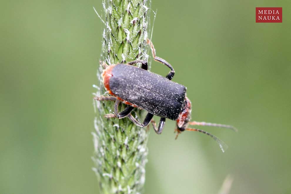 omomiłek szary, brzeżnoplamek (Cantharis fusca)