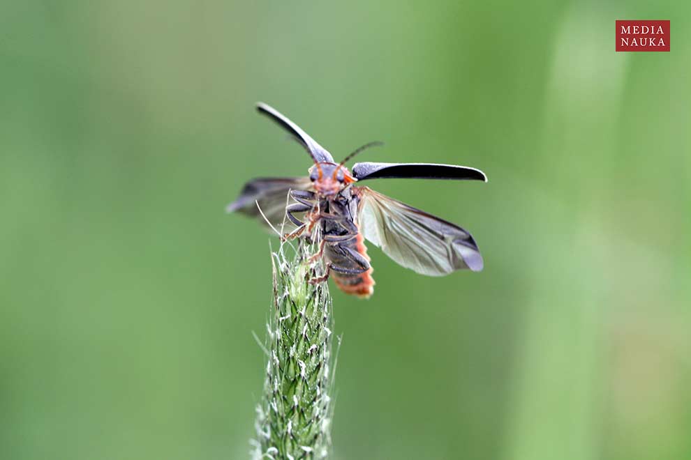 omomiłek szary, brzeżnoplamek (Cantharis fusca)