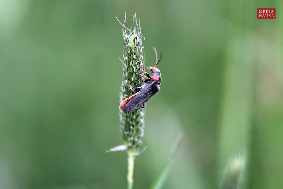 omomiłek szary, brzeżnoplamek (Cantharis fusca)