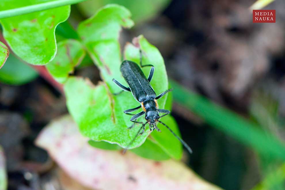 omomiłek czarny (Cantharis obscura)
