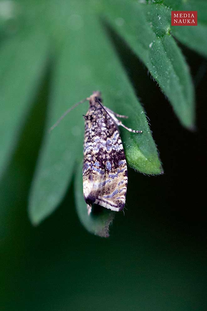 Celypha lacunana