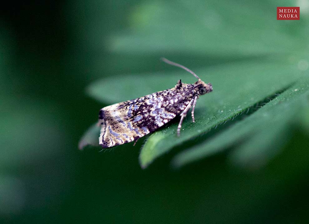 Celypha lacunana