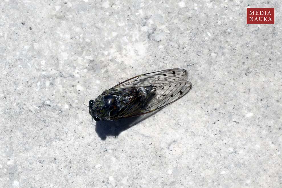 piewik mannik (Cicada orni)