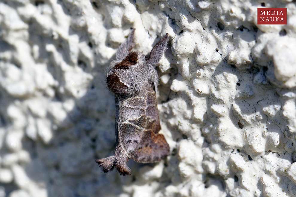 wzjeżka rokitnica (Clostera anachoreta)