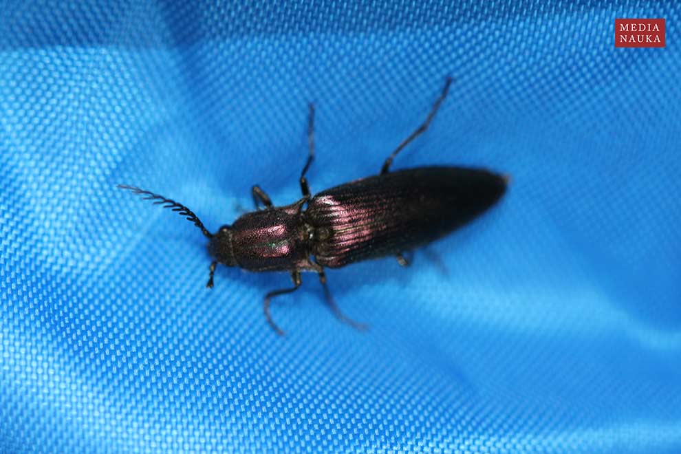 zaciosek zmiennobarwny (Ctenicera cuprea)