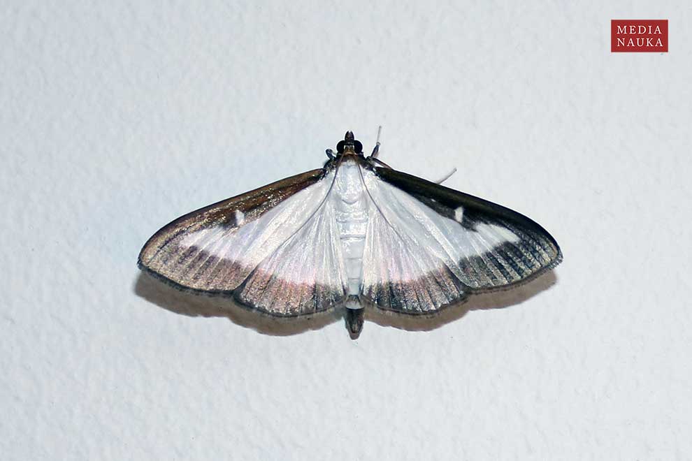 ćma bukszpanowa (Cydalima perspectalis)