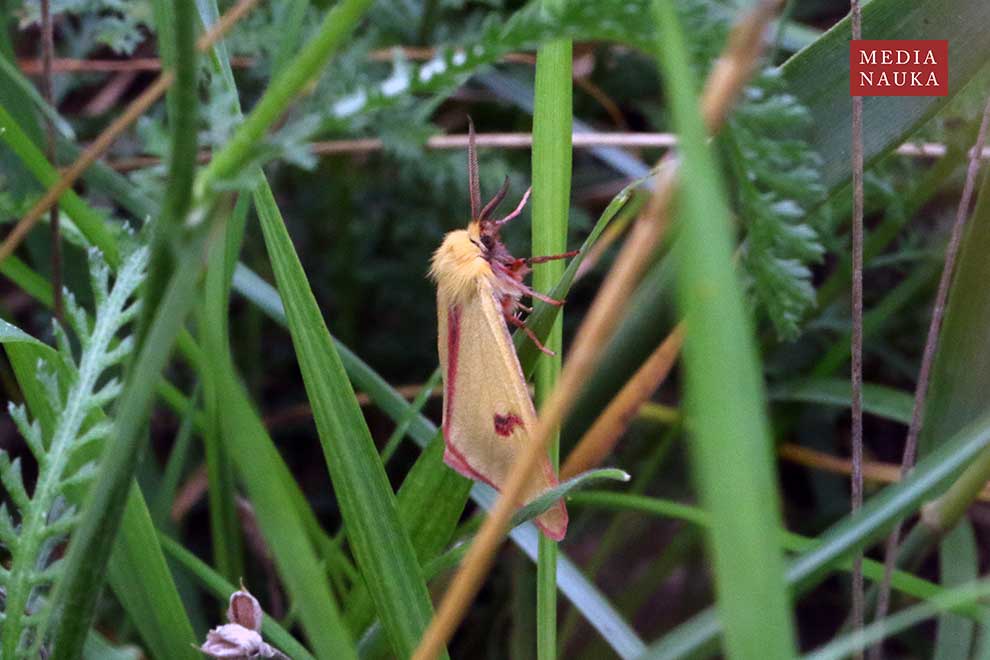 niedźwiedziówka jastrzębica (Diacrisia sannio)