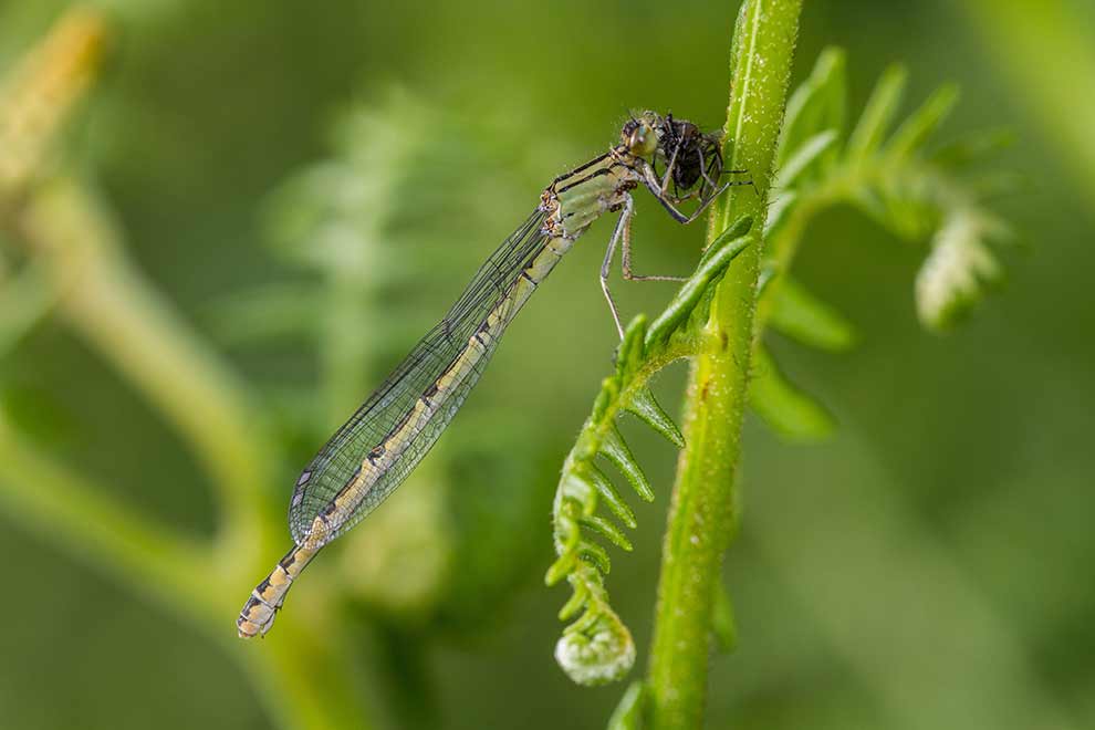 nimfa stawowa (Enallagma cyathigerum)