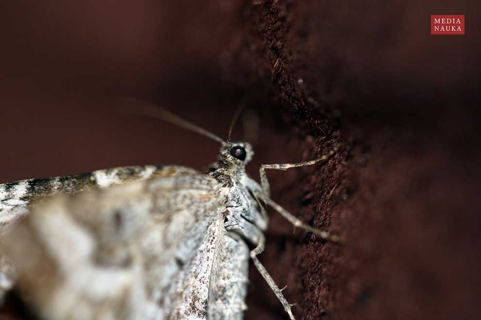 Epirrhoe alternata