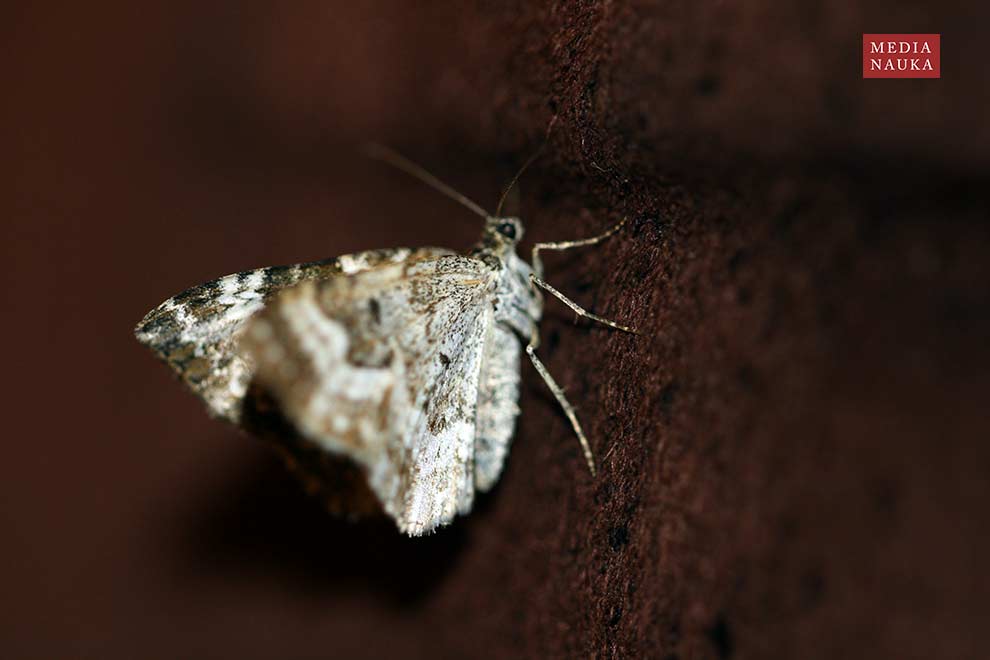 Epirrhoe alternata