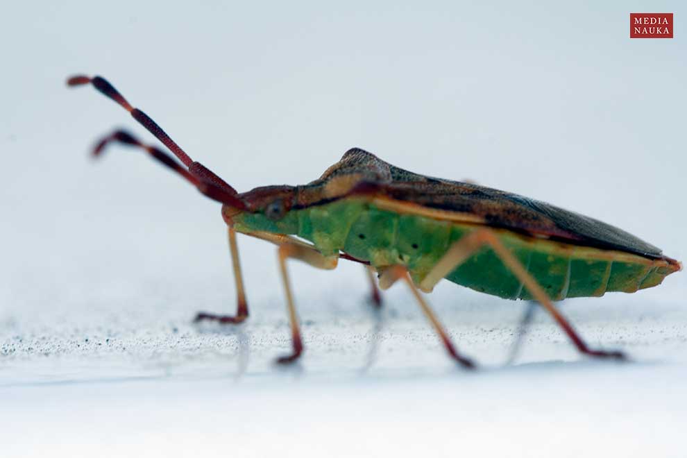 wtyk jałowcowiec (Gonocerus juniperi)