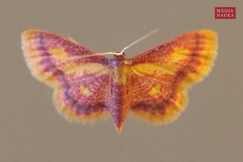krocznik zorzak (Idaea muricata)