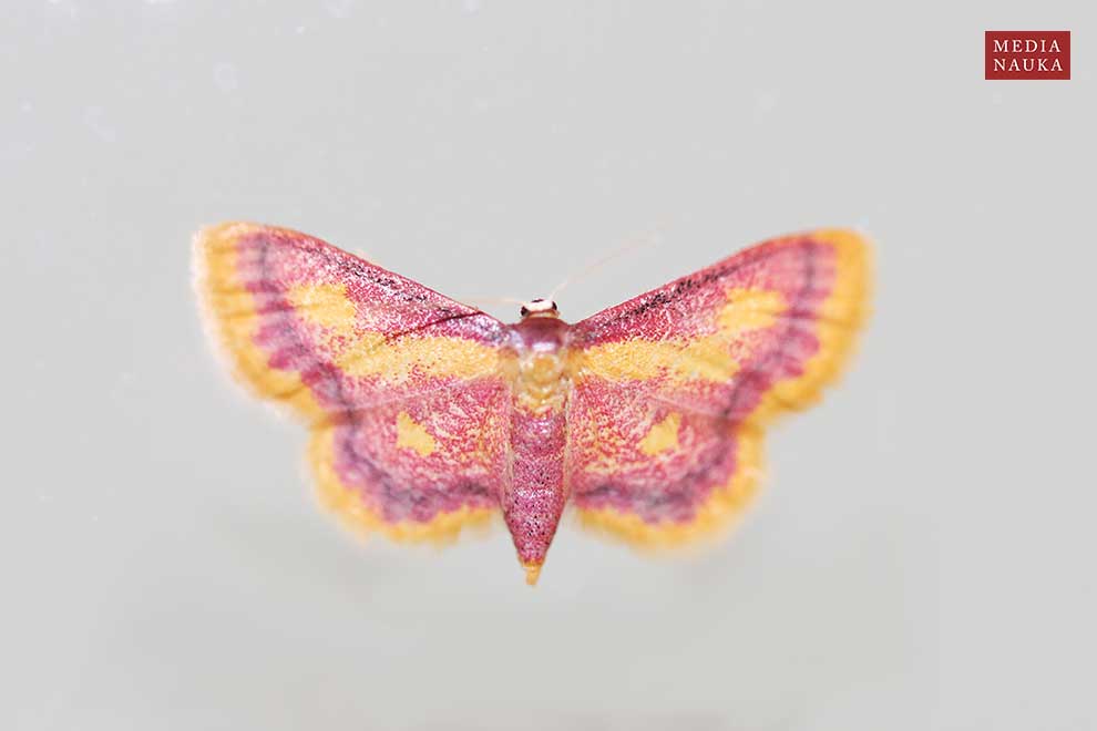 krocznik zorzak (Idaea muricata)