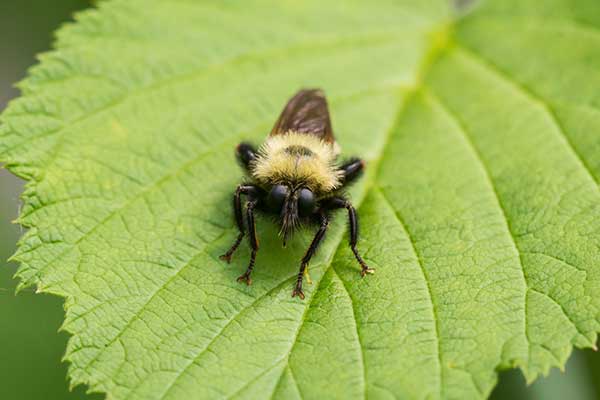 Laphria-2