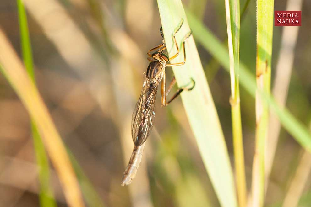 Leptogaster