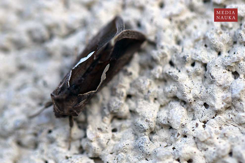 błyszczka kroplówka (Macdunnoughia confusa)