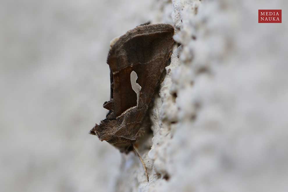 błyszczka kroplówka (Macdunnoughia confusa)