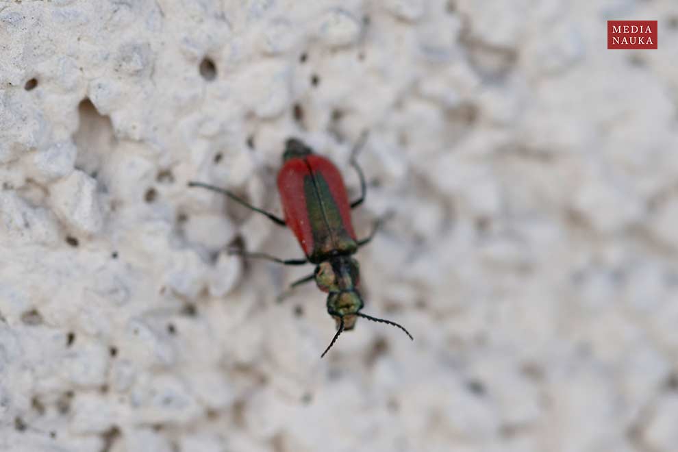 bęblik rubinowy (Malachius rubidus)
