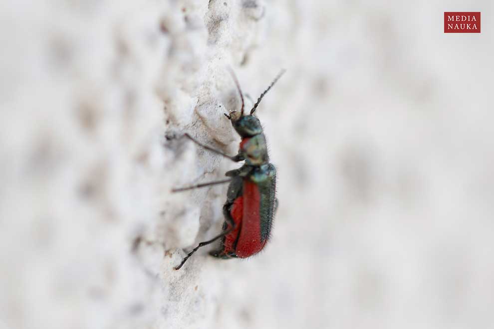 bęblik rubinowy (Malachius rubidus)