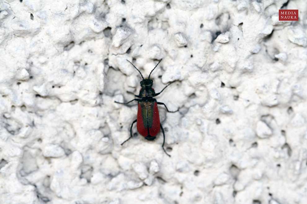 bęblik rubinowy (Malachius rubidus)