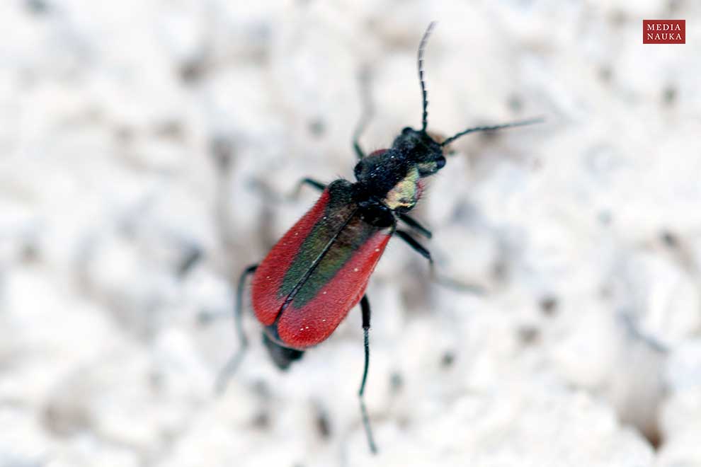 bęblik rubinowy (Malachius rubidus)