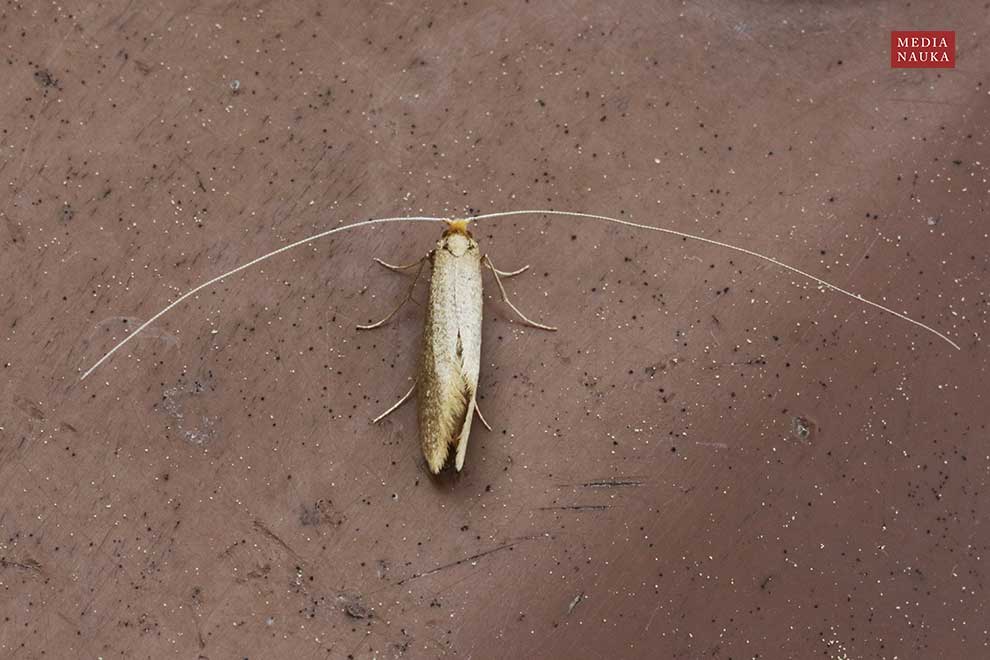 Nematopogon swammerdamella