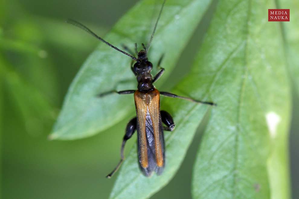 lęszczyca wielka (Oedemera femorata)