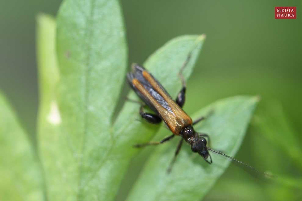 lęszczyca wielka (Oedemera femorata)