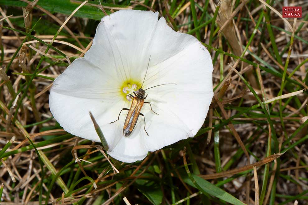 lęszczyca wielka (Oedemera femorata)