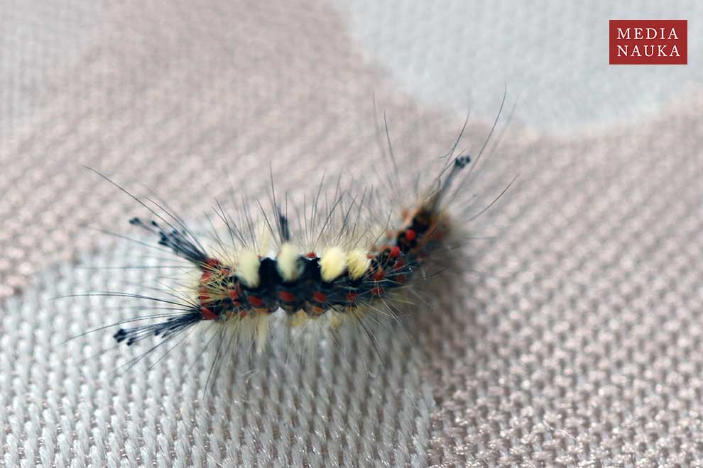 znamionówka starka (Orgyia antiqua)