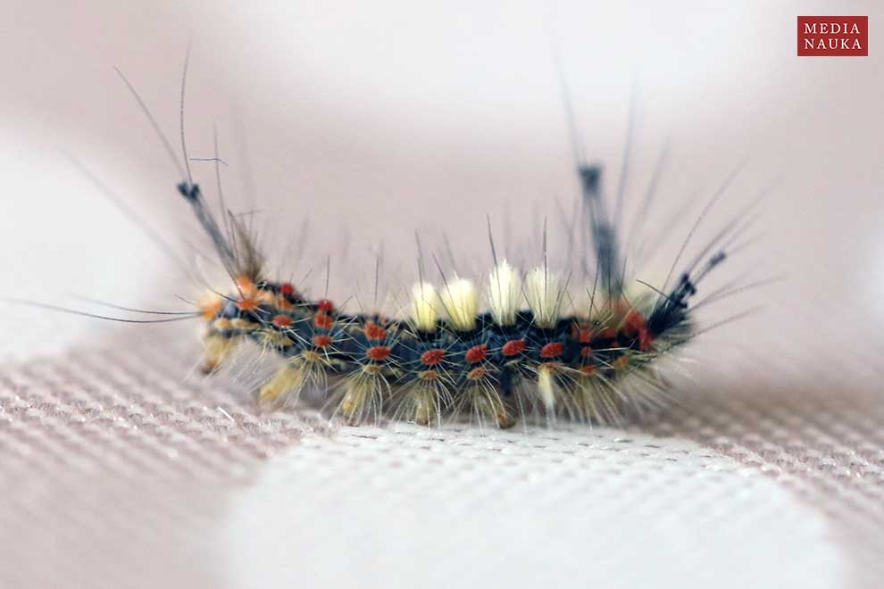 znamionówka starka (Orgyia antiqua)