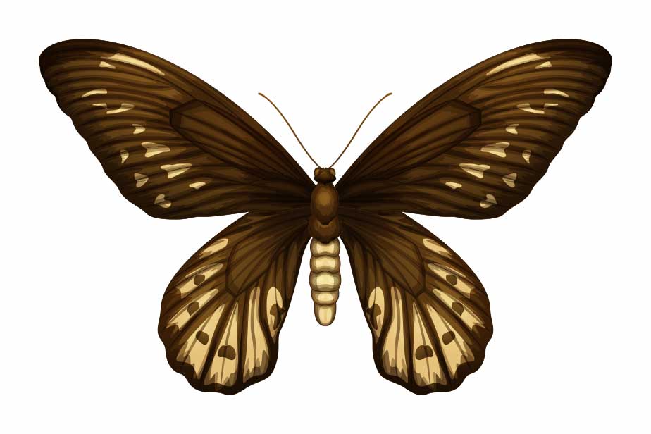 Ornithoptera alexandrae