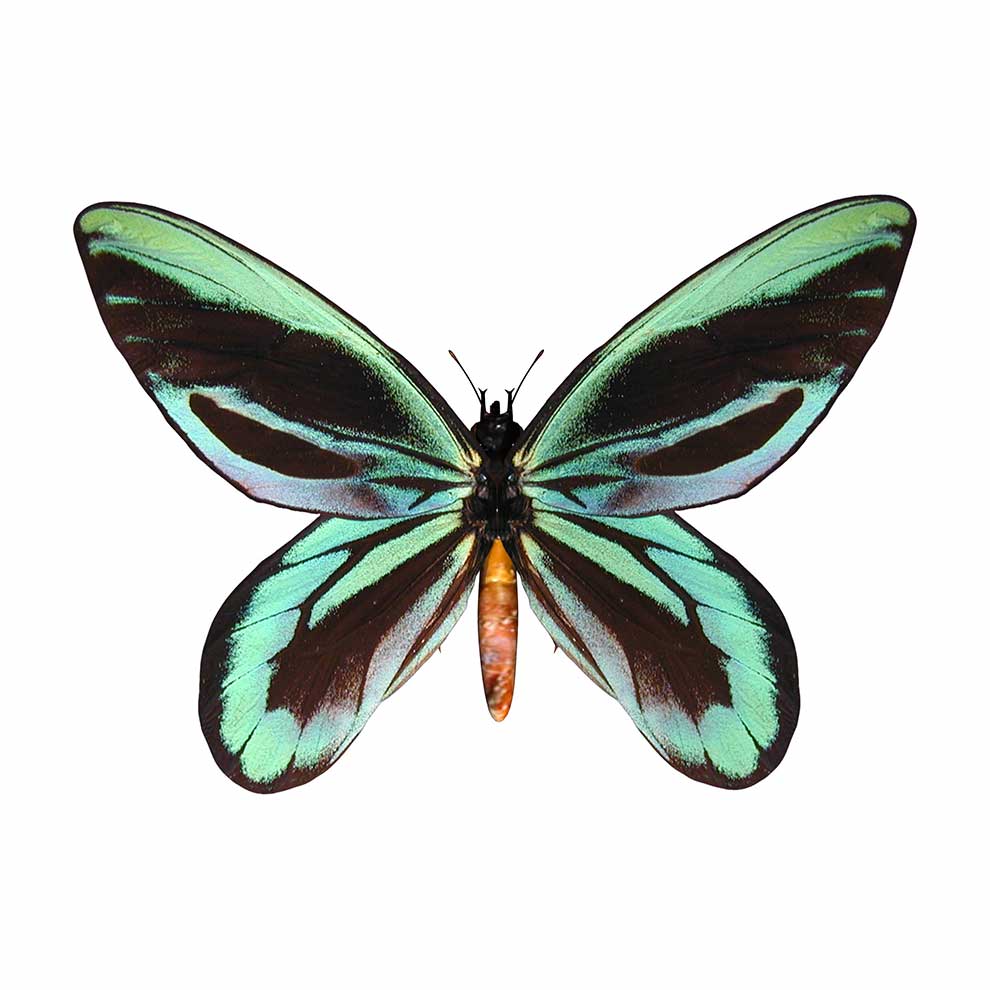 Ornithoptera alexandrae