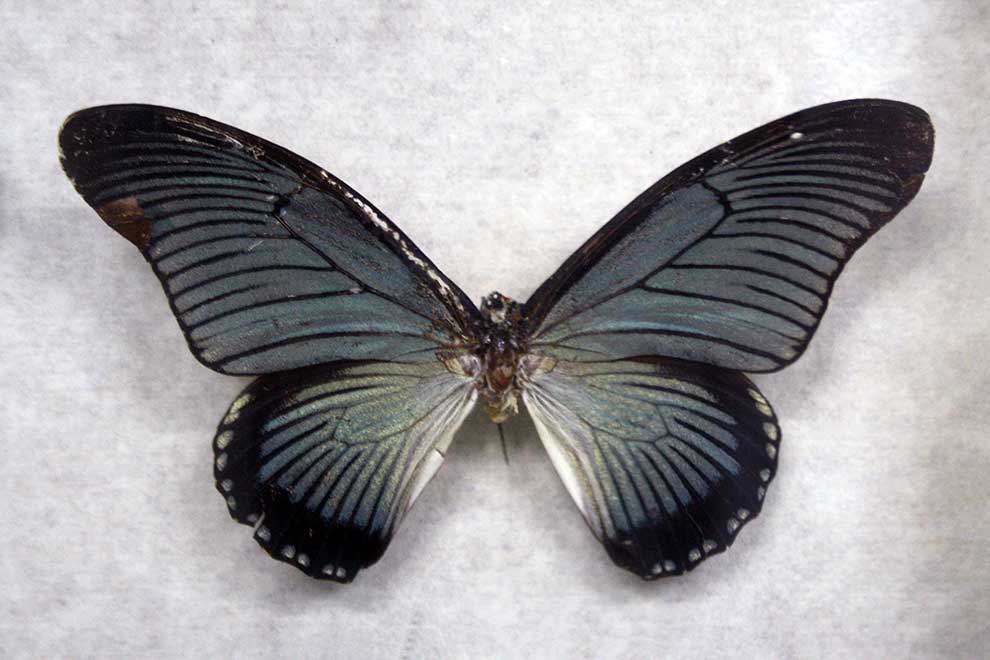 Papilio zalmoxis