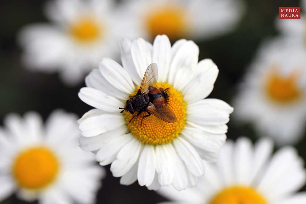 Peleteria rubescens