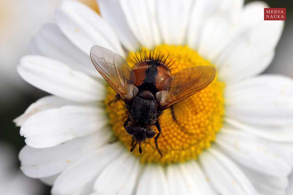 Peleteria rubescens