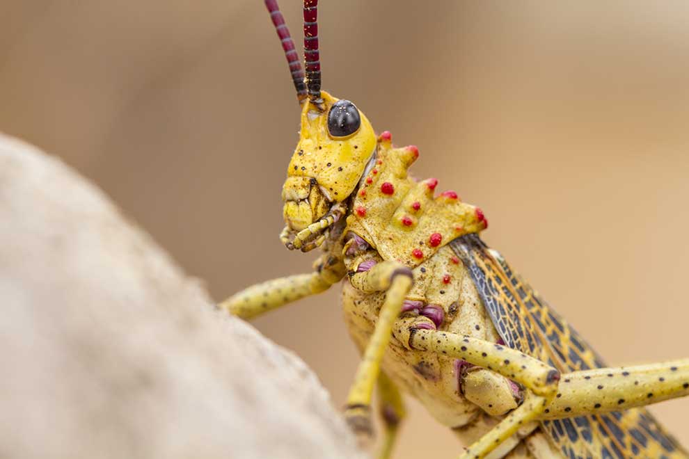 Phymateus morbillosus