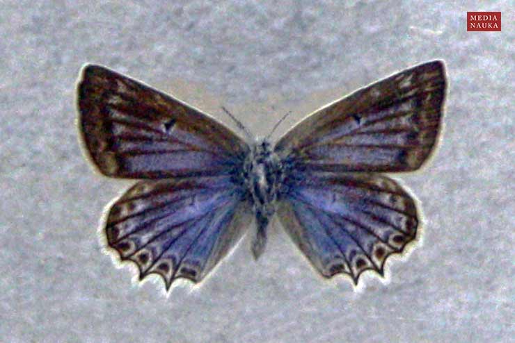 modraszek dafnid (Polyommatus daphnis)