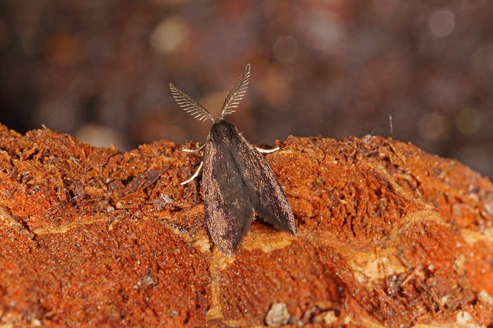 koszówka czysta (Psyche casta)