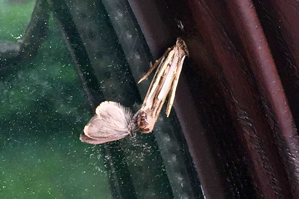 koszówka czysta (Psyche casta)
