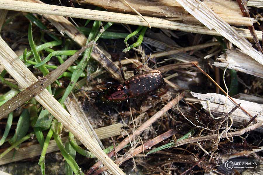 Pterostichus pilosus