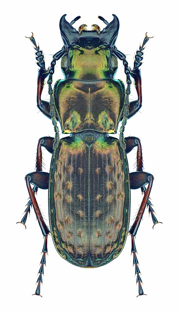Pterostichus pilosus