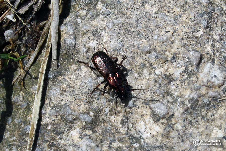 Pterostichus pilosus