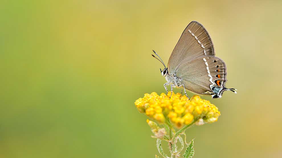 ogończyk tarninowiec (Satyrium spini)