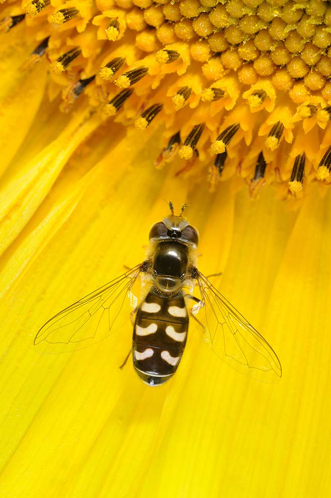 bzyg brzęk (Scaeva pyrastri)
