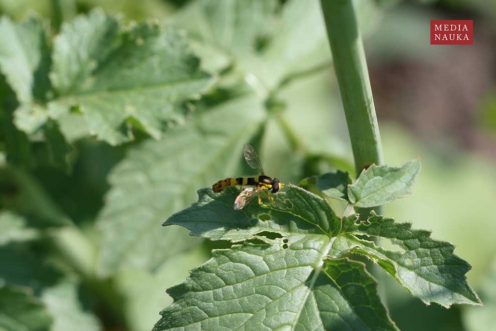 kuliboda łąkowa (Sphaerophoria scripta)