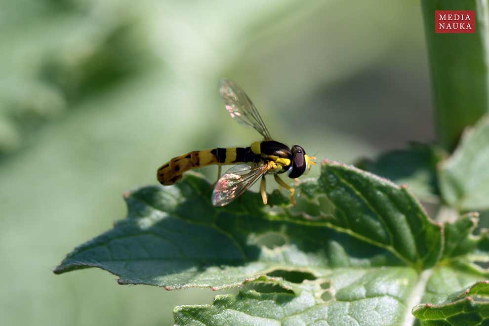 kuliboda łąkowa (Sphaerophoria scripta)