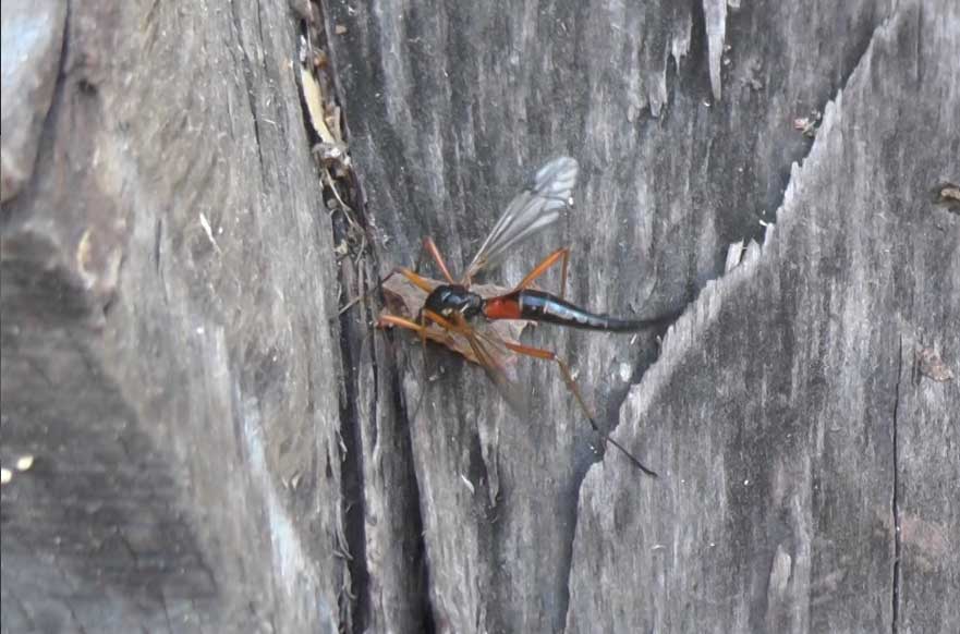 pióroróg (Tanyptera atrata)